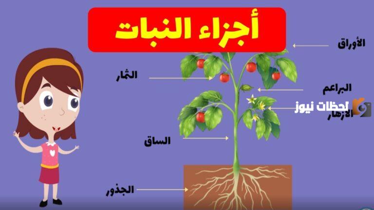 اجزاء النباتات ووظائفها للصف الثالث وأبرز المعلومات عن النبات