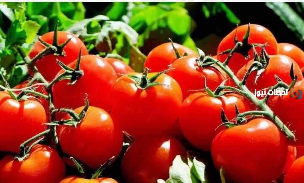 ارتفاع كبير بأسعار الطماطم بجدة