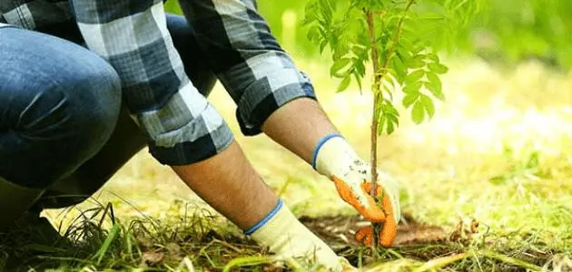 افكار توزيعات يوم التخضير