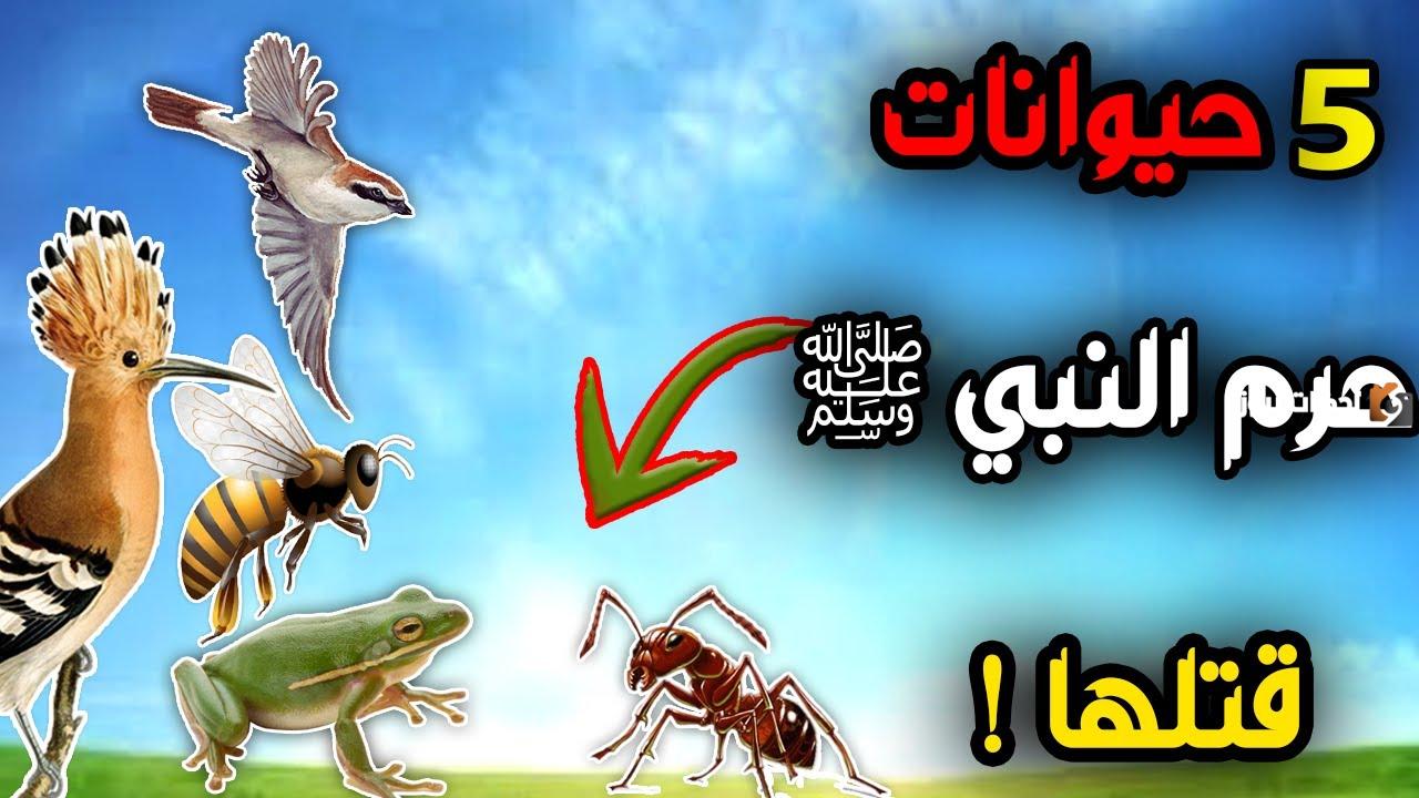 من الحيوانات التي نهى الشرع عن قتلها النحل العقرب الاسد