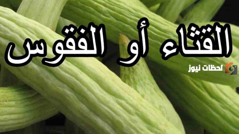 ما هو القثاء المذكور في القرآن… الإجابة