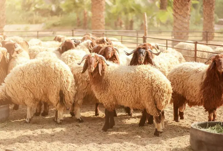 محظورات المضحي غير الحاج وما أبيح له به