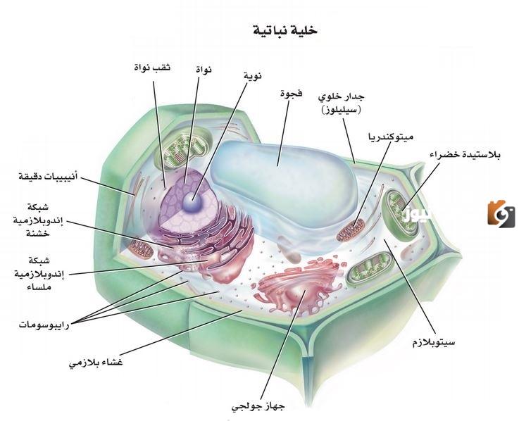من المركبات الموجودة في الخلية الماء والكربوهيدرات فقط