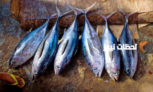 تكاثر سمك التونة | هل سمك التونة من الثدييات؟