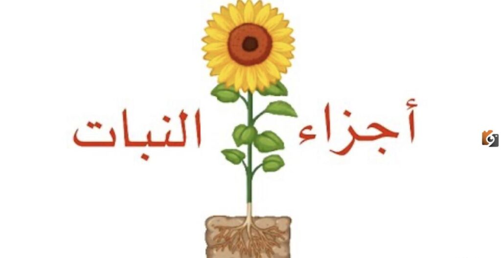 شرح أجزاء النبات للأطفال ووظائف كل منها مع الصور