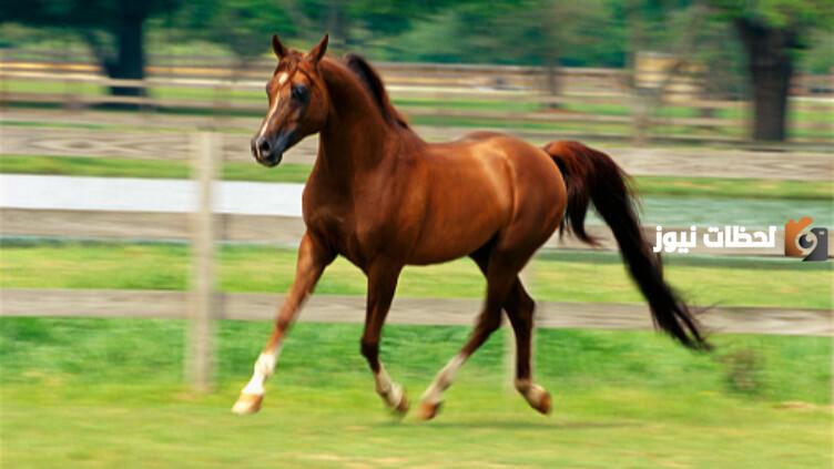كلام جميل عن الخيل وأشعار عربية عن الخيل الأصيل