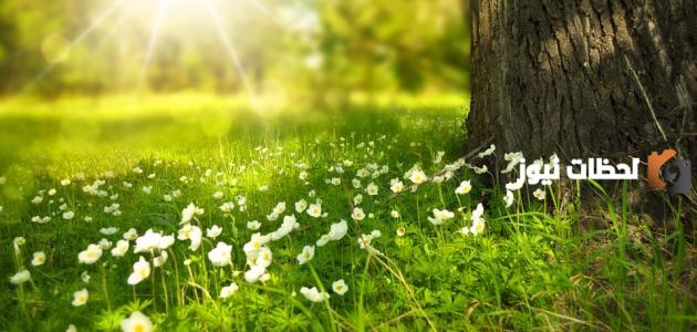 أشعار عن جمال الطبيعة والأرض الخضراء