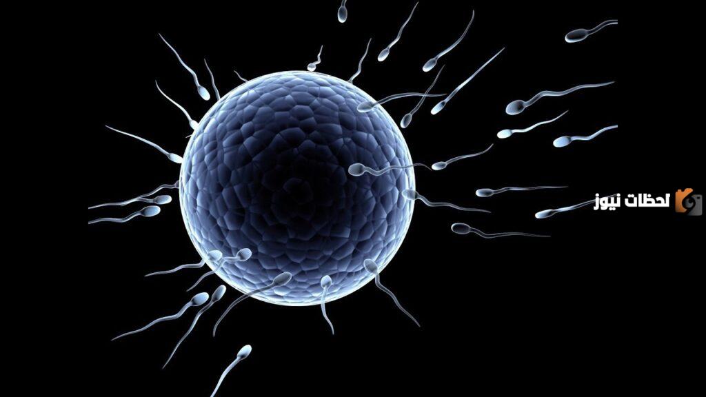 كم مرة تحتاج المرأة للجماع في الأسبوع للحمل