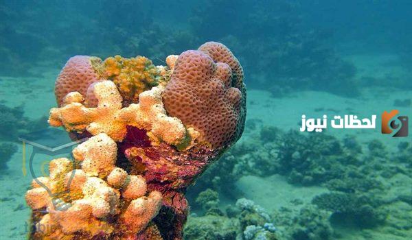 بحث عن الاسفنجيات كامل