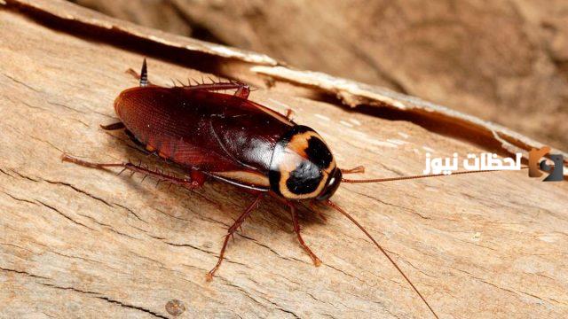 تفسير رؤية الصراصير في المنام لابن سيرين للعزباء