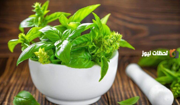 علاج حصوات المرارة بالاعشاب في المنزل
