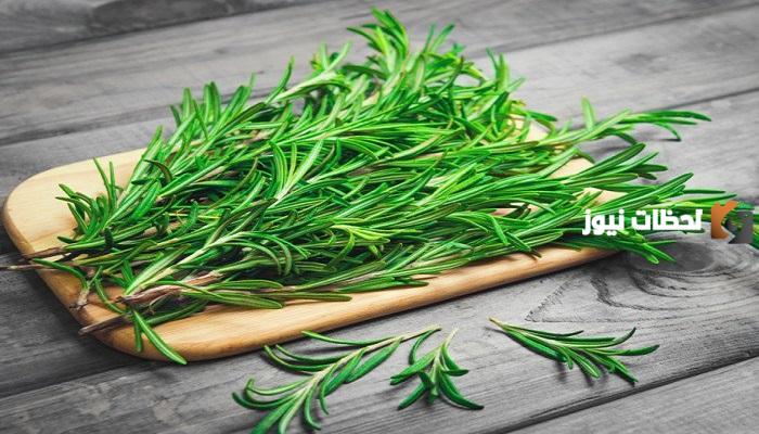 فوائد الروزماري للبشرة الدهنية والشعر الأبيض