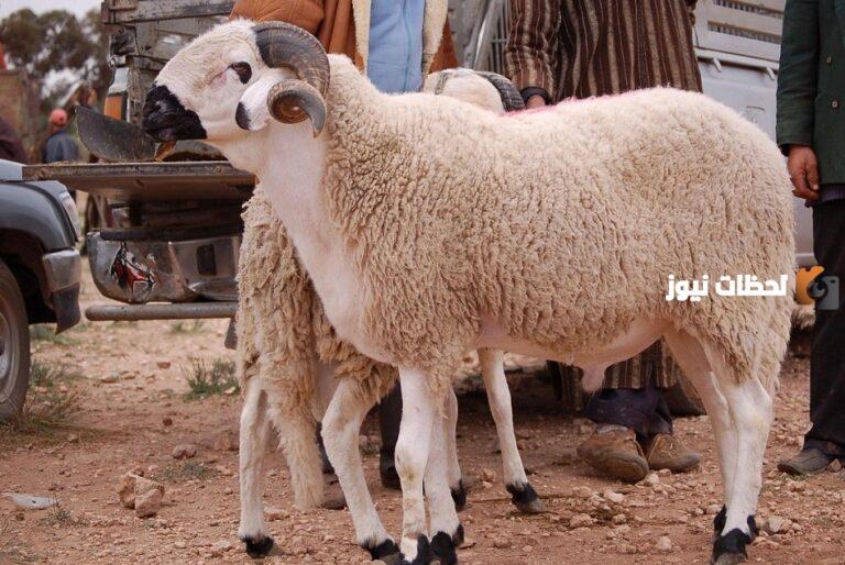 ما هو وقت ذبح الاضحية في الليل وما هي آداب التضحية