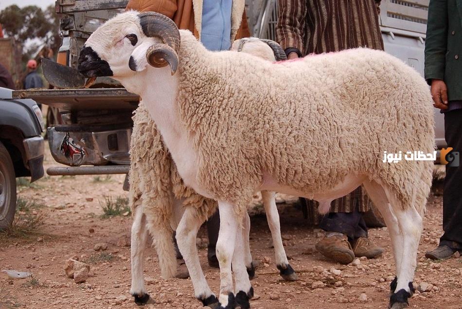 ما هو وقت ذبح الاضحية