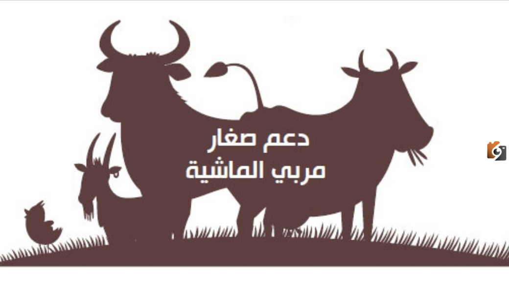 دعم ريف يوضح | هل يمكن لغير المؤهلين في دعم المواشي إعادة تقديم طلب الحصول على الدعم؟ الرد بالتفصيل
