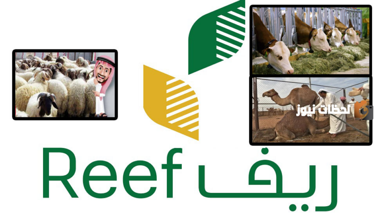 برابط رسمي ومباشر استعلم عن دعم المواشي في ريف.. كم مبلغ الدعم؟