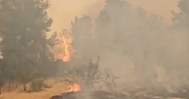 رئيس فرق الإطفاء بالقدس: الحريق الحالي قد يكون الأضخم في تاريخ إسرائيل