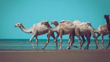 عام الإبل