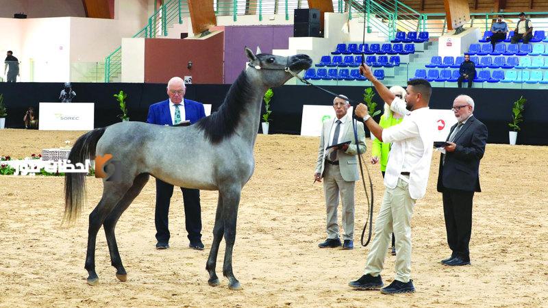 من المغرب.. روعة الخيول العربية تأسر الأنظار في كأس الإمارات