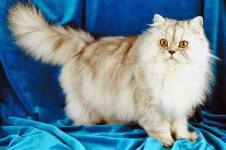 أجمل اسامي قطط بنات شيرازي