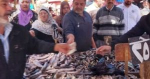 حلقة عزبة البرج: مركز توزيع الأسماك الطازجة يومياً بدءًا من الرابعة فجراً