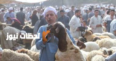 دليلك لاختيار خروف الأضحية: 17 خطوة لضمان سلامة الأضحية