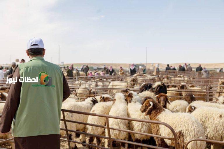 أسرار بيع المواشي بالوزن تنكشف في «عكاظ»