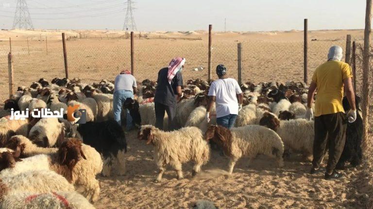 إعادة صياغة العنوان: “تقييم وزن الماشية والفحص البيطري بمعدل 10”