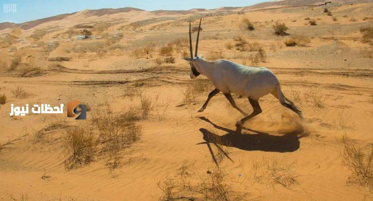 تسجيل محمية عروق بني معارض ضمن القائمة الخضراء للاتحاد الدولي لحماية الطبيعة