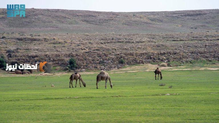 تصاريح لرعي الأغنام في الفيضانات والمتنزهات