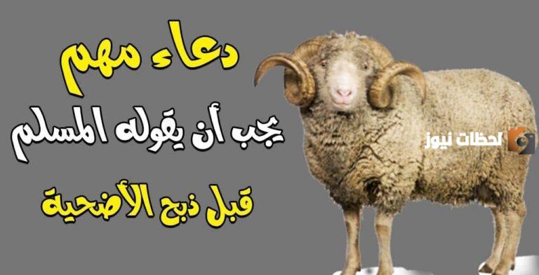 هل الدعاء مستجاب في يوم عيد الاضحى؟ دعاء ما قبل ذبح الأضحية