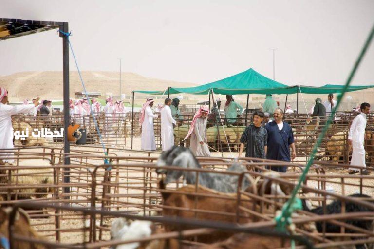 ضوابط جديدة لبيع المواشي الحية بالوزن تُعلنها «البيئة» الخميس