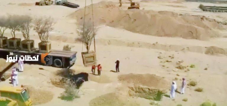 نقل 5 أشجار معمرة إلى أراضٍ نباتية في مشروع تجاري