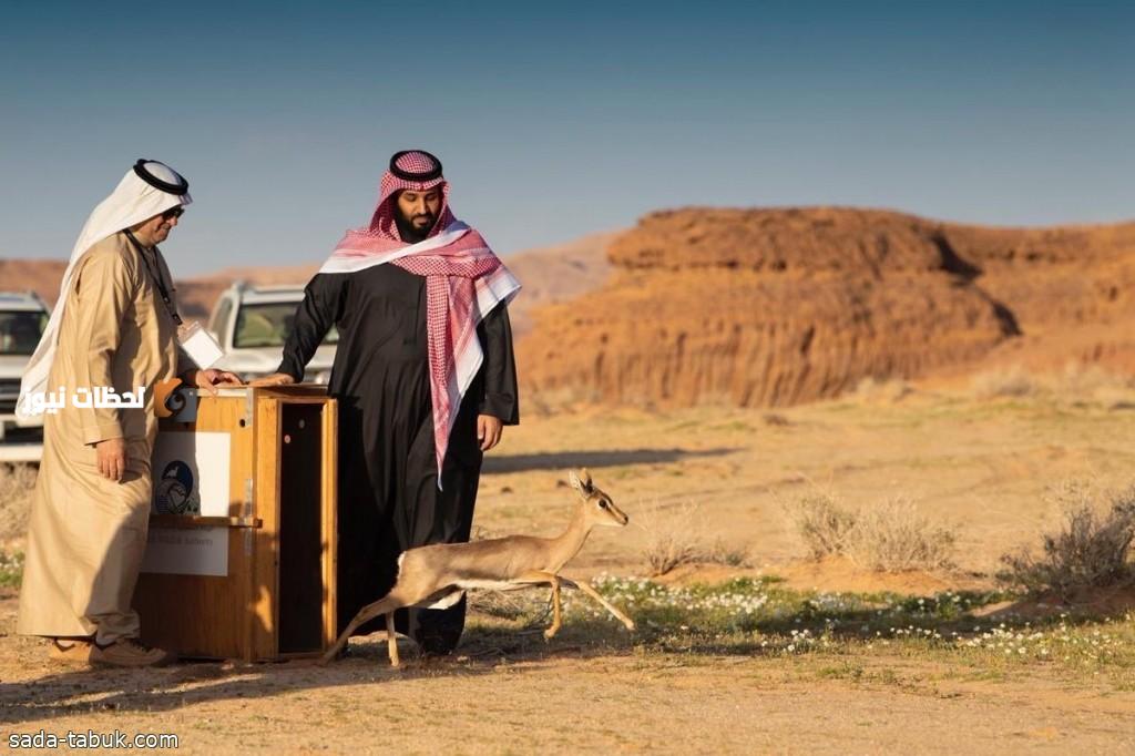 محمية الأمير محمد بن سلمان الملكية تحتفل بولادة أول نسرين نوبيين في المملكة العربية السعودية