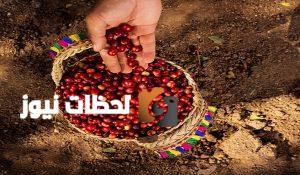 نجاح تجربة معدات تقشير البُن في السعودية وتوفيرها للمزارعين لتحسين جودة الإنتاج الزراعي نجاح تجربة معدات تقشير البُن في السعودية وتوفيرها للمزارعين لتحسين جودة الإنتاج الزراعي