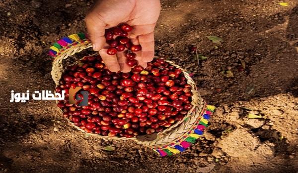 نجاح تجربة معدات تقشير البُن في السعودية وتوفيرها للمزارعين لتحسين جودة الإنتاج الزراعي