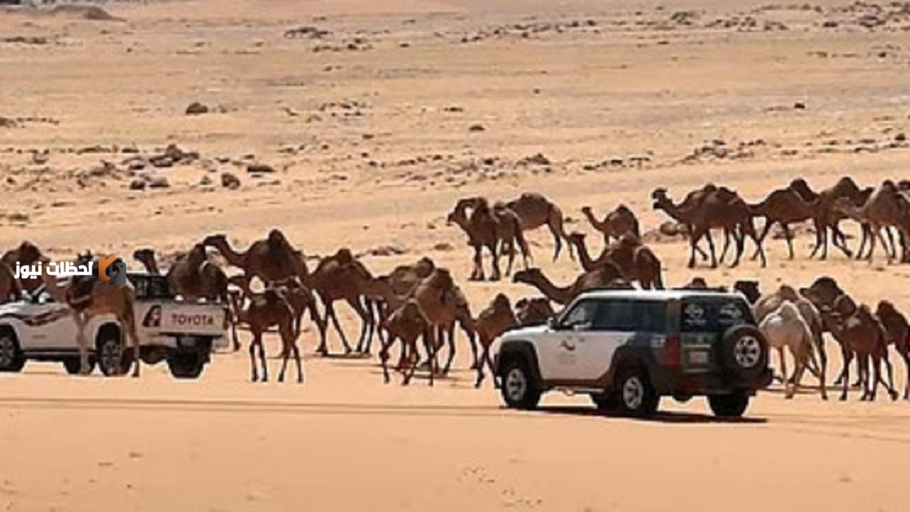 ضبط مواطن ارتكب مخالفة رعي في محمية الإمام عبدالعزيز بن محمد الملكية للحياة الفطرية