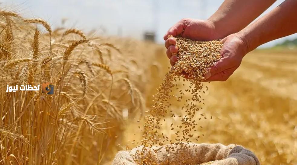 صعود اسعار القمح الاوروبي والانباء تشير الى صادرات روسيا