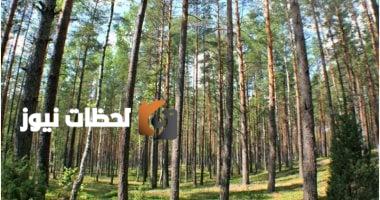 انخفاض قدرة غابات الاتحاد الأوروبي على امتصاص الكربون