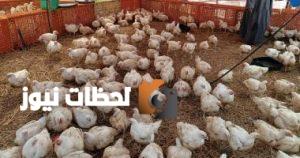 استكشاف تحديث أسعار الدواجن البيضاء ليوم الثلاثاء 2 سبتمبر 2025