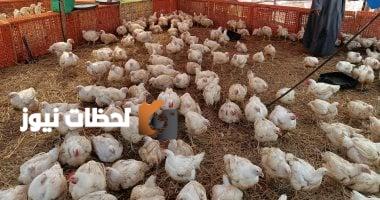 استكشاف تحديث أسعار الدواجن البيضاء ليوم الثلاثاء 2 سبتمبر 2025