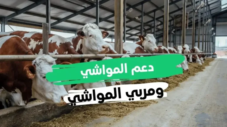 هل أنت من المستحقين؟؟ | شروط استحقاق دعم المواشي لعام 1447