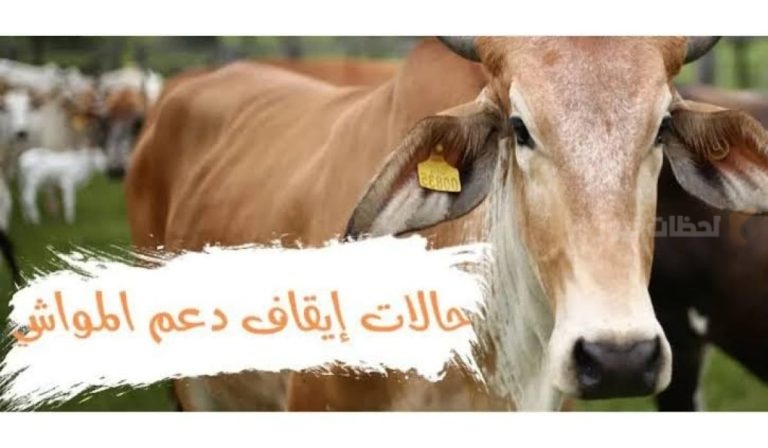 وزارة البيئة .. تكشف عن حالات إيقاف دعم المواشي وطريقة التسجيل